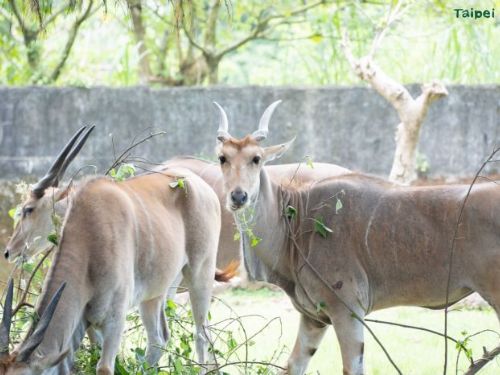 臺北市立動物園休園維護期間動物悠閒養精蓄銳，員工忙翻修剪更新環境